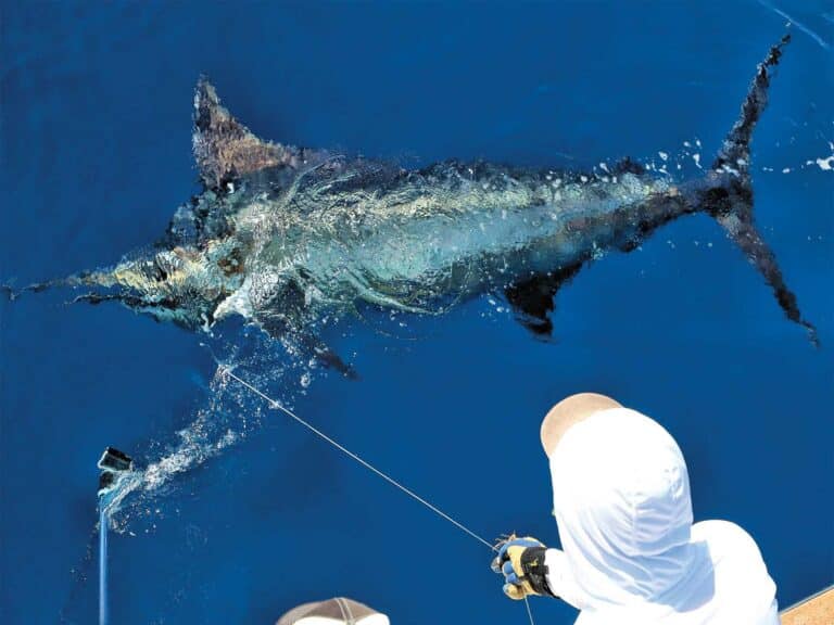 Angler pulling marlin boatside.