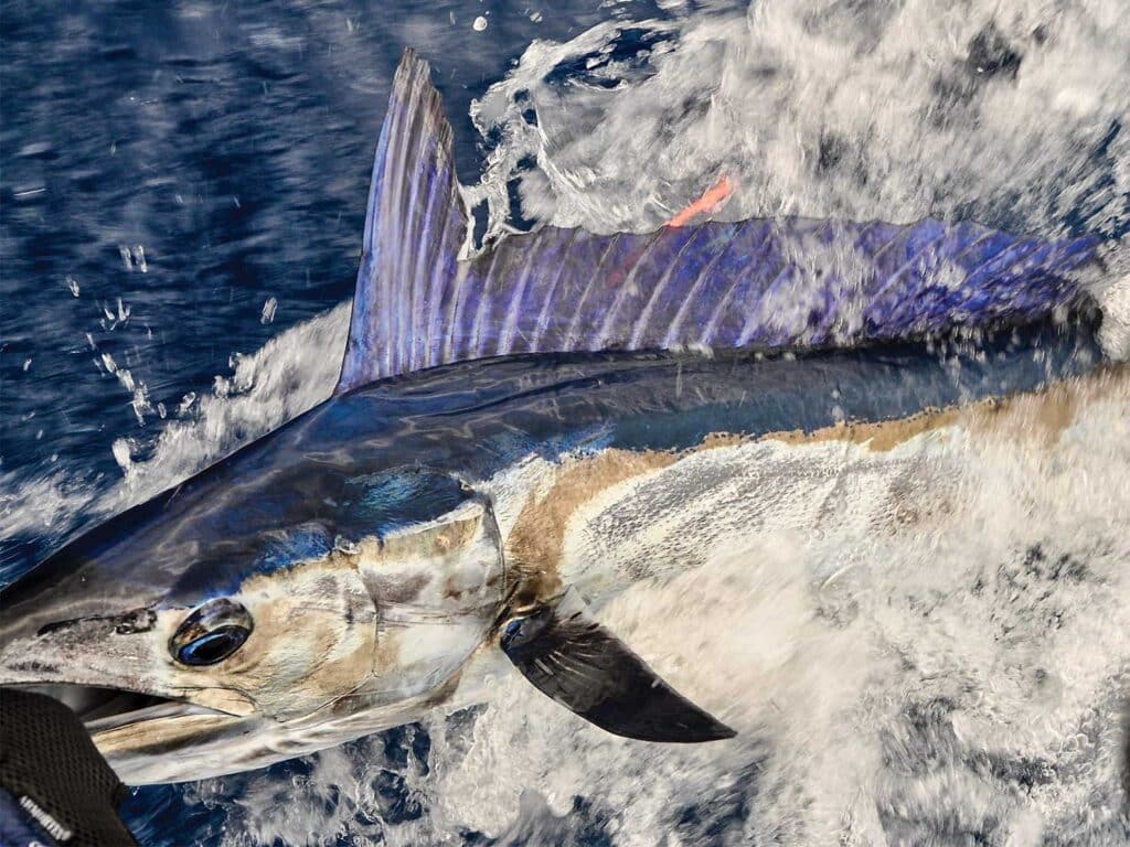 Mediterranean Spearfish