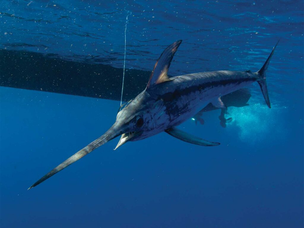 Mediterranean Swordfish