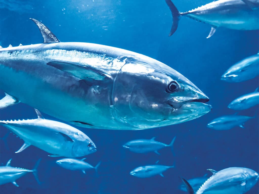 Tokyo Sea Life Park Bluefin Tuna