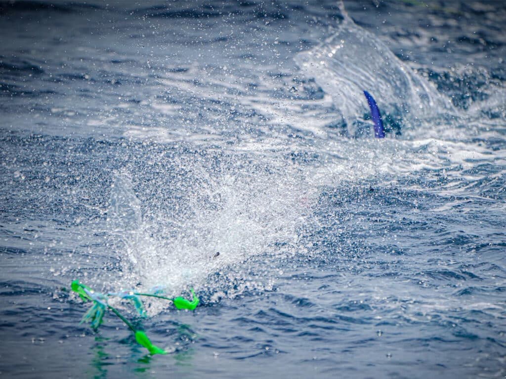 heavy-drag fishing marlin expeditions
