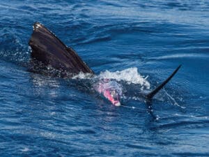 Billfish on fly
