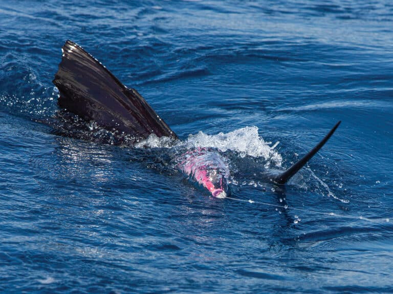 Billfish on fly