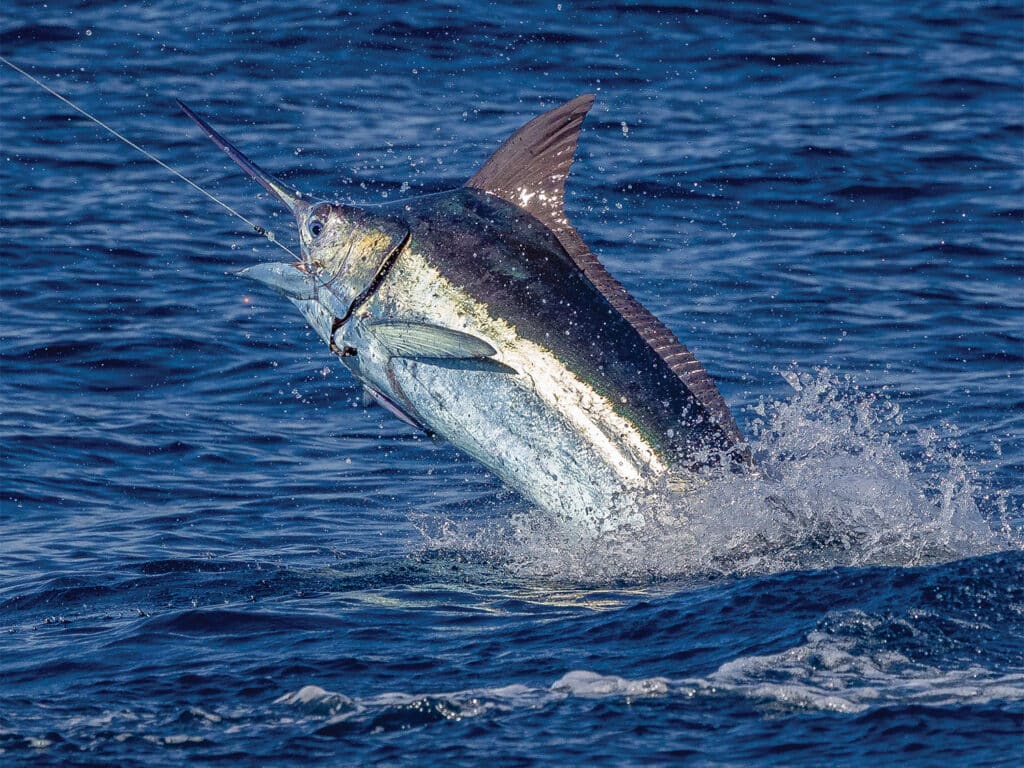 Guatemala marlin.