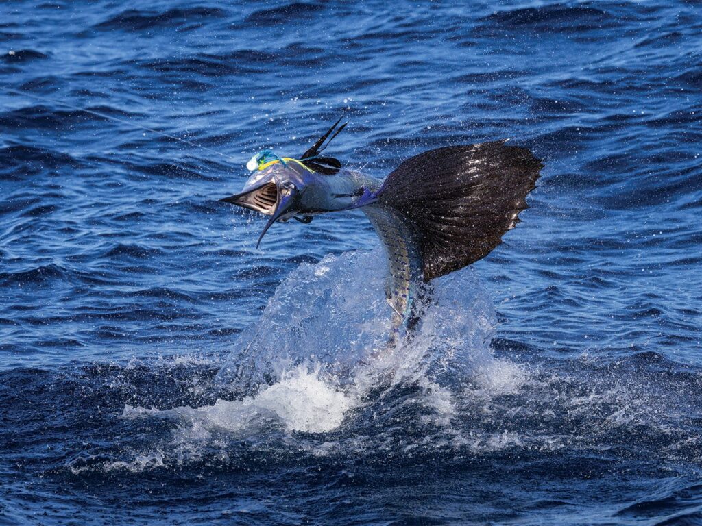 Guatemalan Sailfish