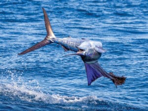 Sailfish midjump