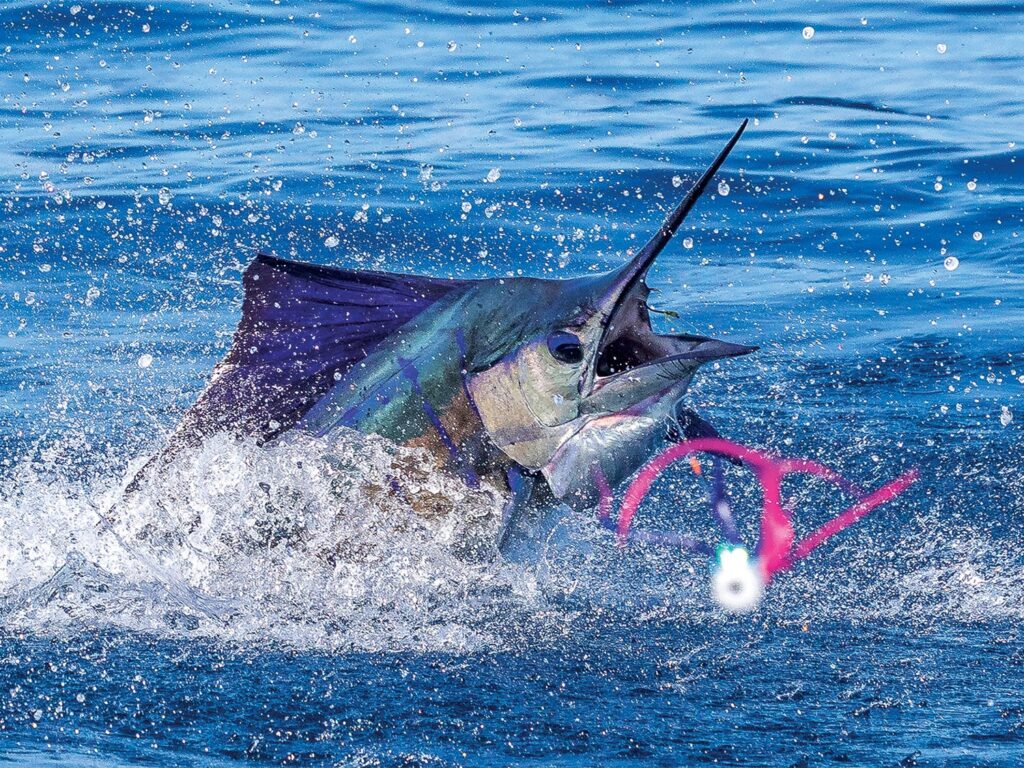 Guatemalan sailfish.