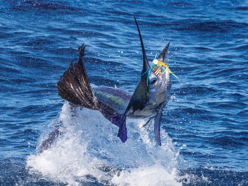 Sailfish mid jump
