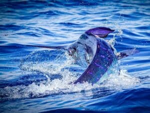 Galapagos islands marlin