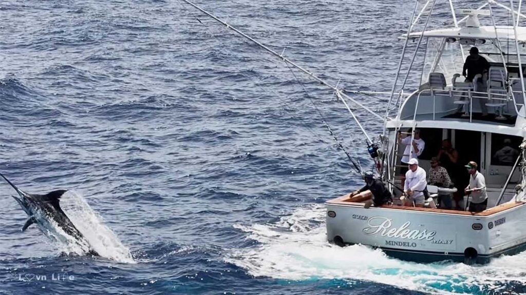 Release Man grander marlin
