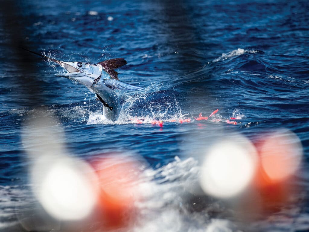 A white marlin caught on ballyhoo