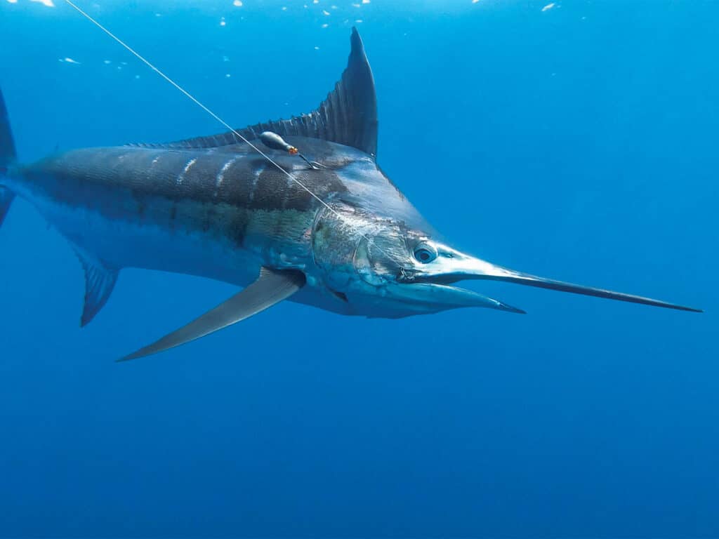 A blue marlin tagged with a satellite tag.