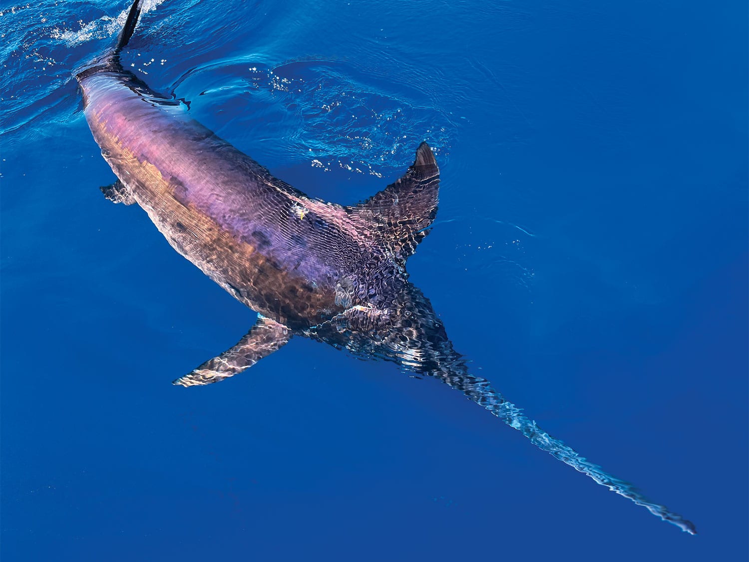 【NATURAL NINE】SWORDFISH ソードフィッシュ 2BA Chasing Giant Swordfish in New Zealand with Matt Watson | Marlin
