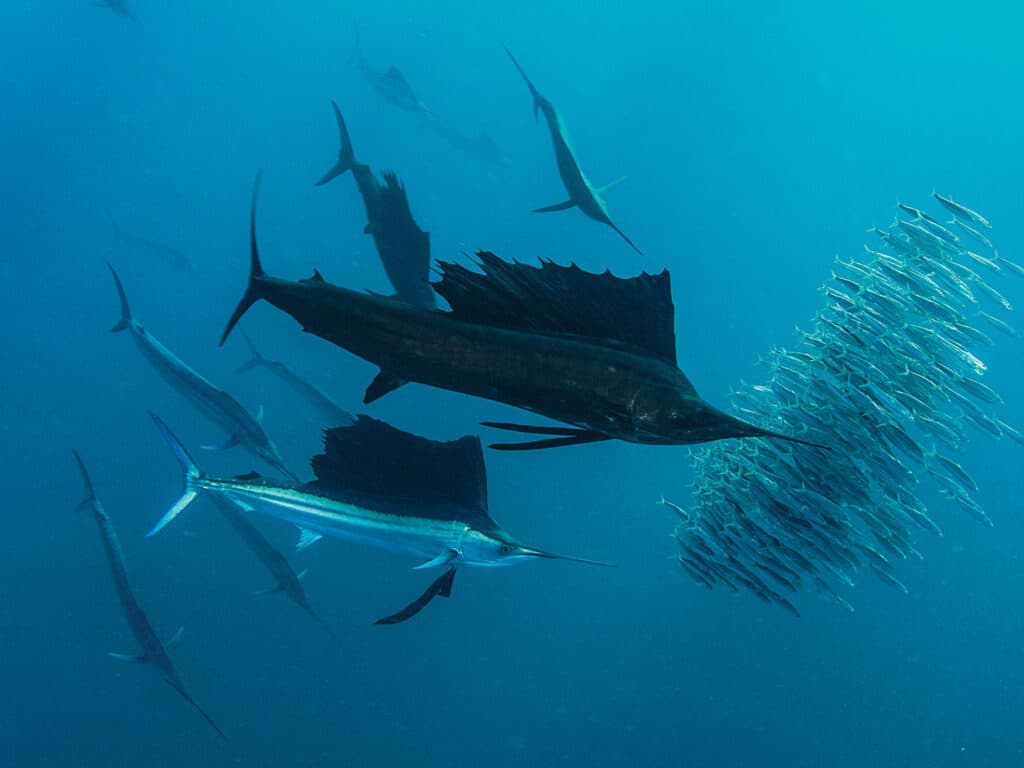 Underwater image of sailfish near a bait ball.