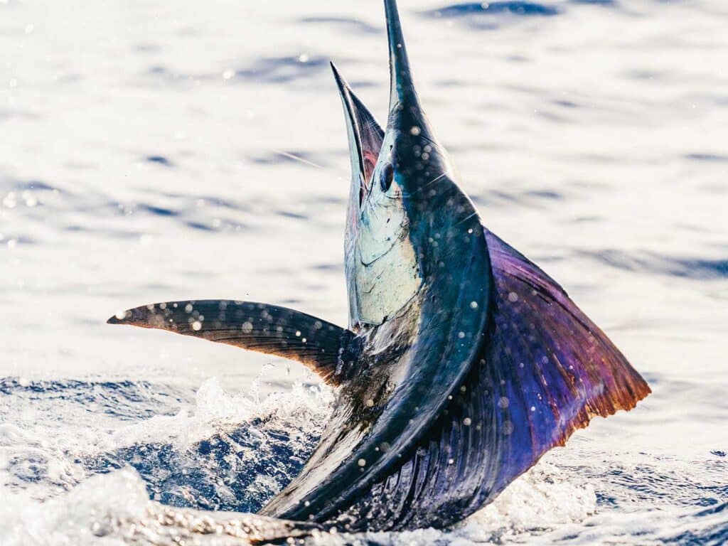 Sailfish