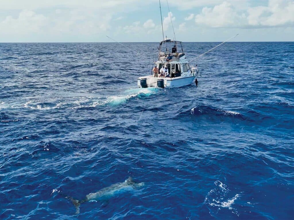 Sport-fishing boat on the water, black marlin fishing