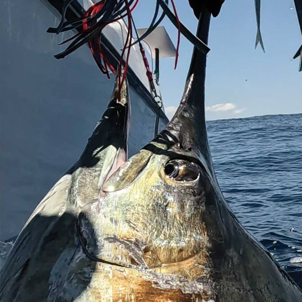 Black marlin pulled boatside.