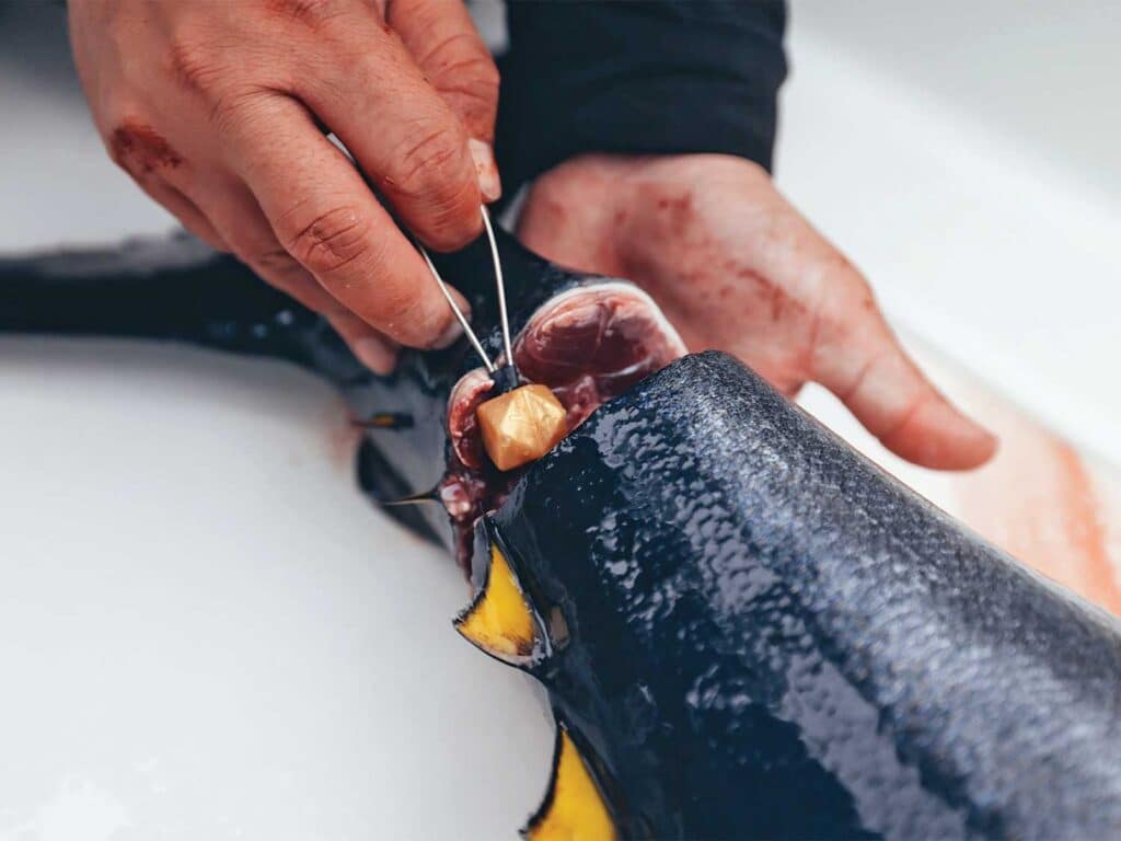 Bleeding tuna for food prep and processing