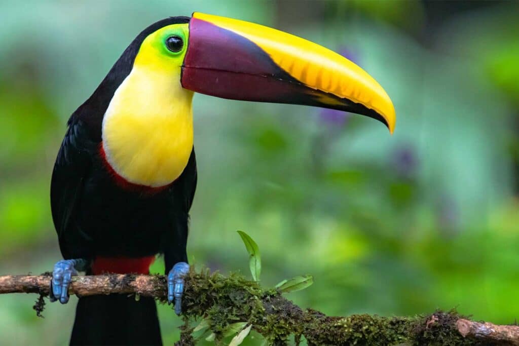 Costa Rica Toucan