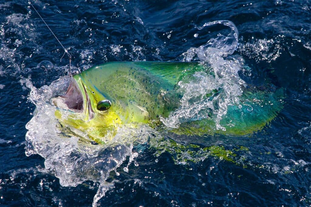 Dorado