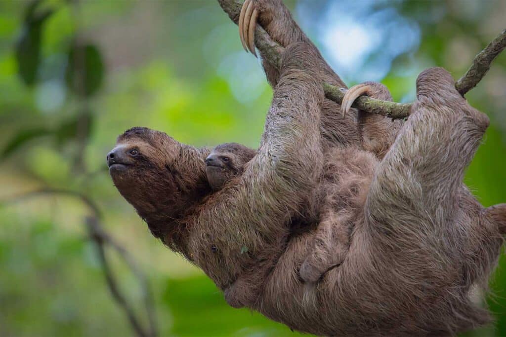 Costa Rica sloth