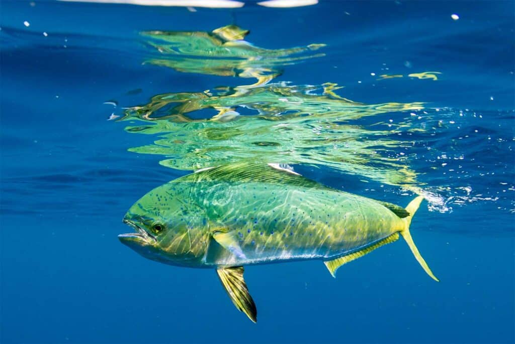 Dorado