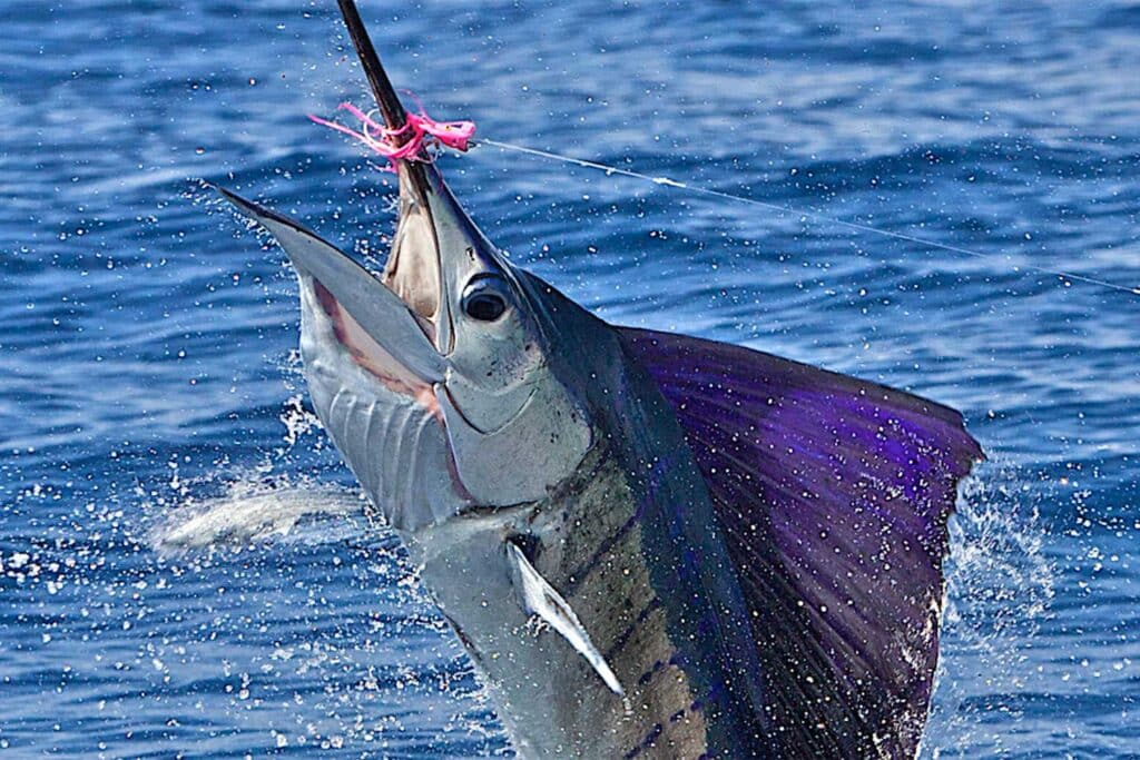 Croc Bay Sailfish