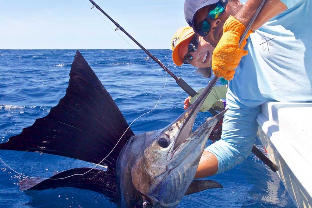 Croc Bay Sailfish