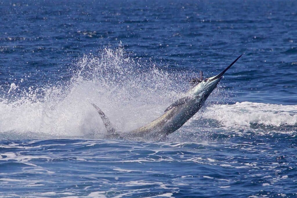 Croc Bay Sailfish