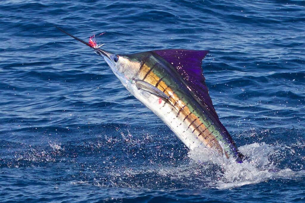 Costa Rica sailfish