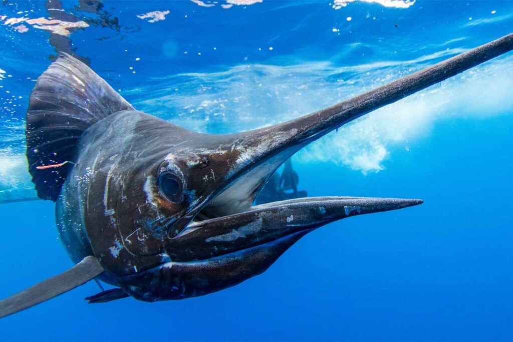 Sailfish Underwater