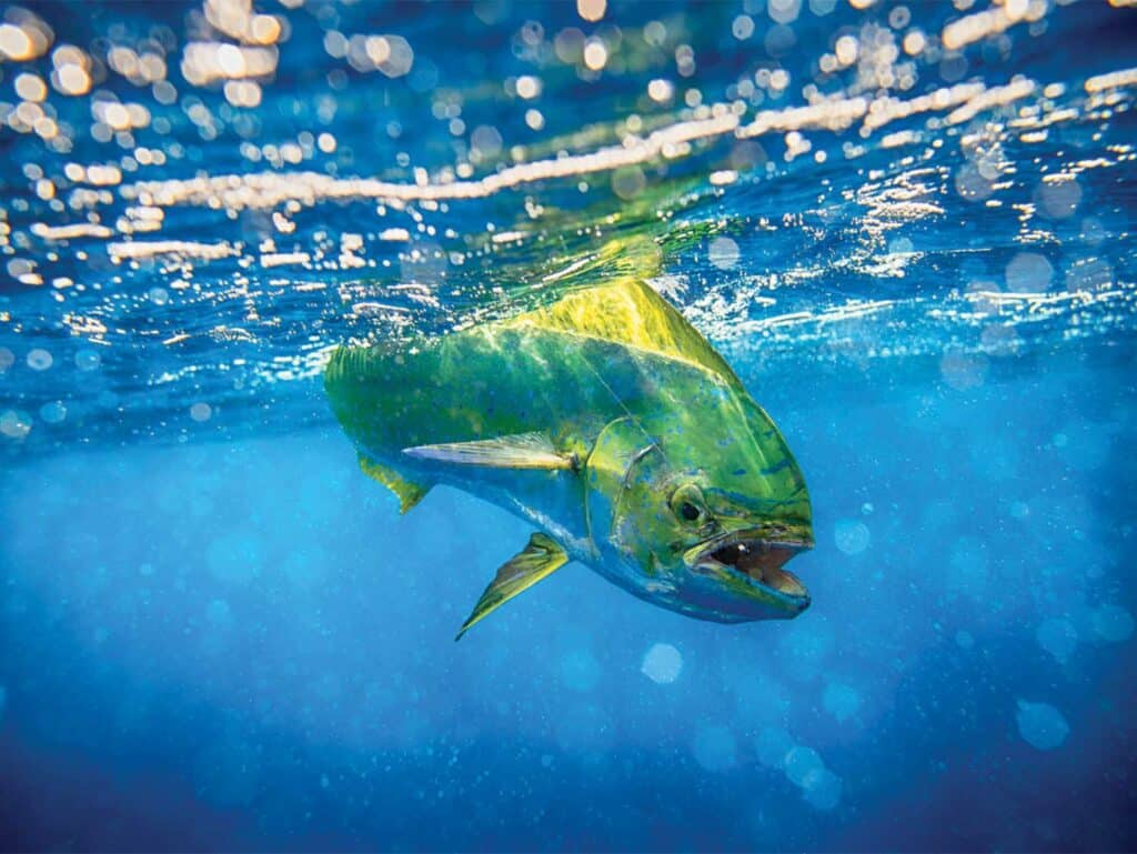 Dorado underwater