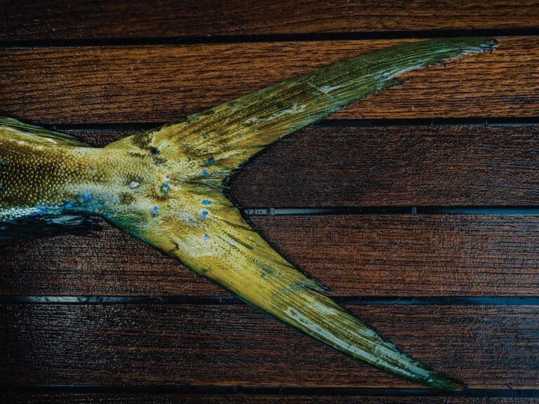 Dorado fish tail on a wooden table.