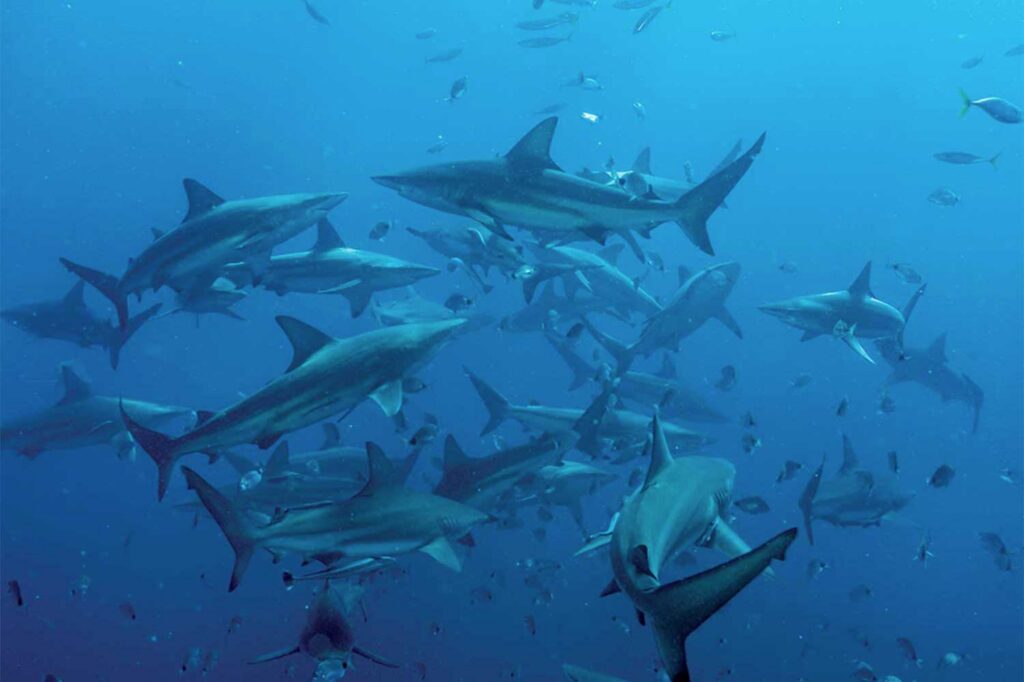Sharks underwater