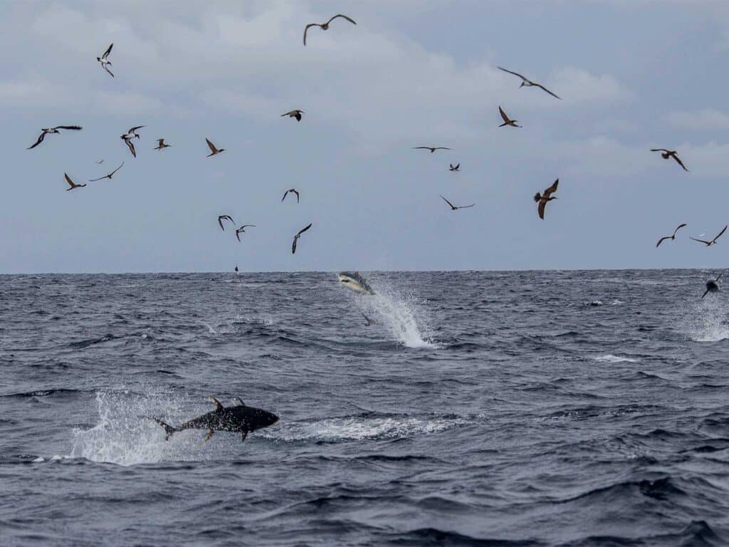 Sea birds over the ocean.