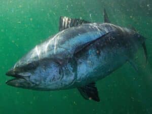 tuna underwater