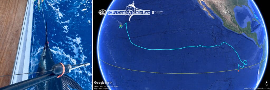 IGFA Great marlin raceIGFA Great marlin race