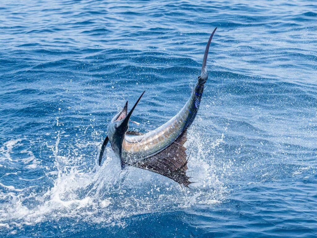 Jumping Sailfish
